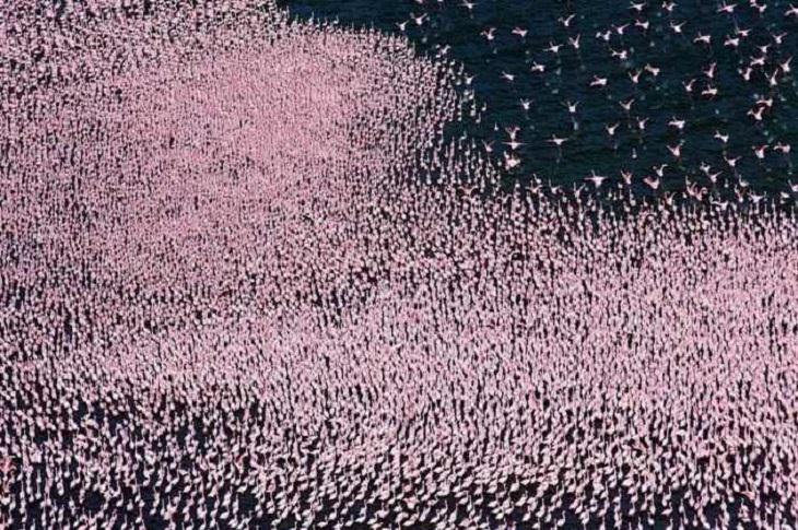 Once a Year, This Lake Turns Pink!