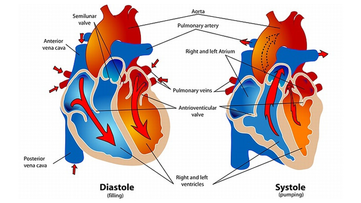 If You Have Questions On Heart Disease, Answer Them Here