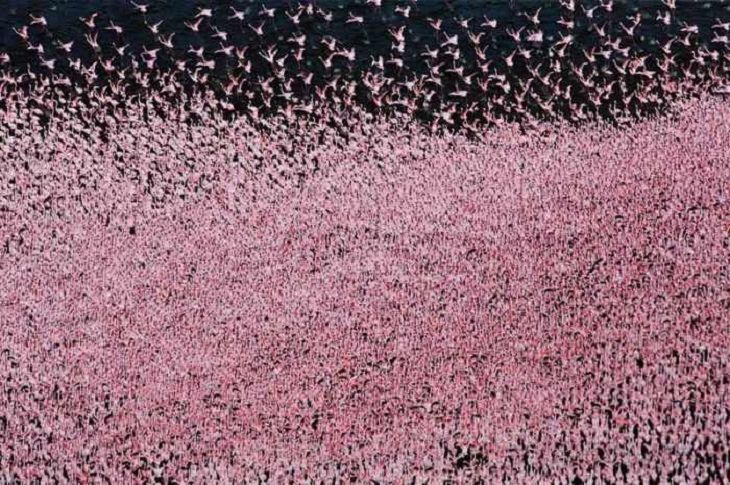 Once a Year, This Lake Turns Pink!