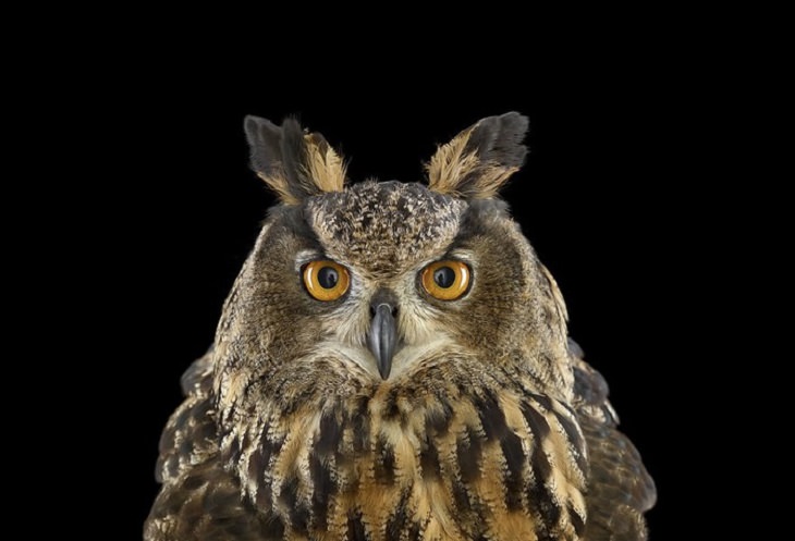 Owls - Impressive - Photography