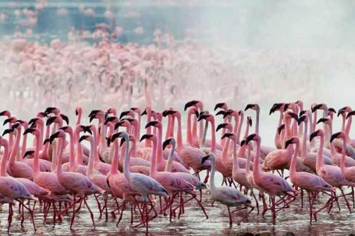 Once a Year, This Lake Turns Pink!