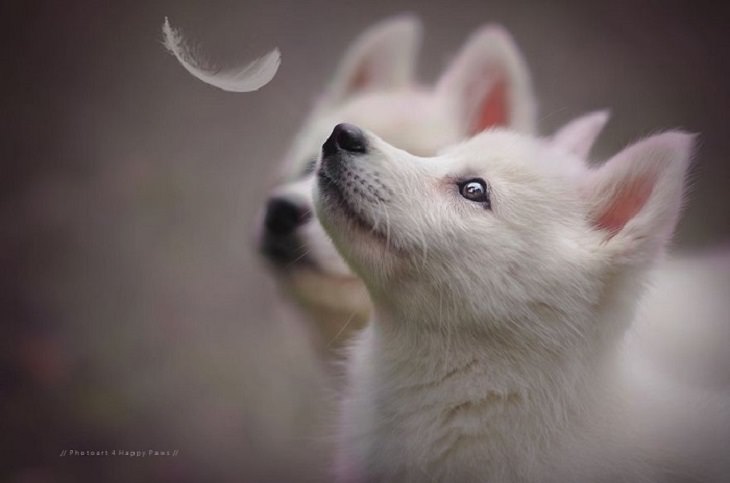 Dogs - Breathtaking - Photography