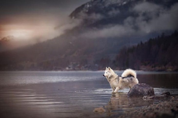 Dogs - Breathtaking - Photography