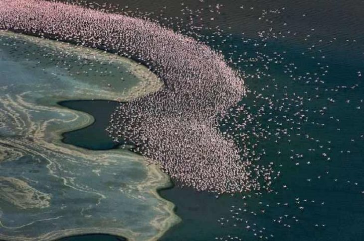 Once a Year, This Lake Turns Pink!