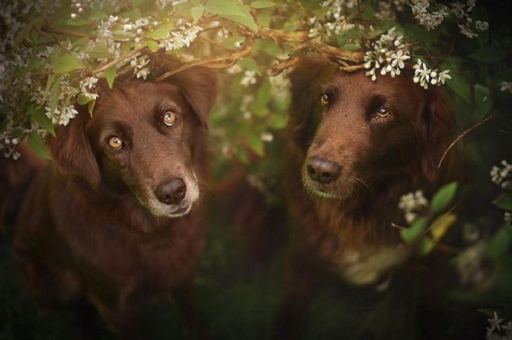 Dogs - Breathtaking - Photography