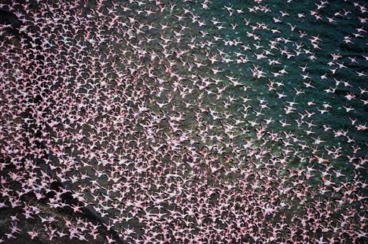 Once a Year, This Lake Turns Pink!
