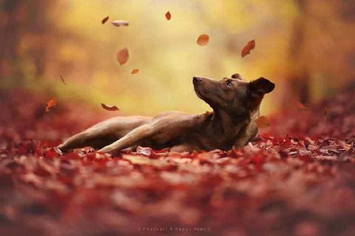 Dogs - Breathtaking - Photography