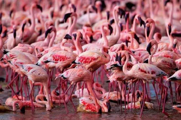 Once a Year, This Lake Turns Pink!