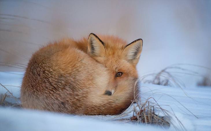 foxes, snow, winter, cute, 