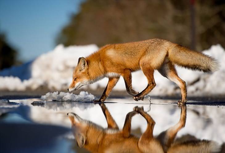 foxes, snow, winter, cute, 