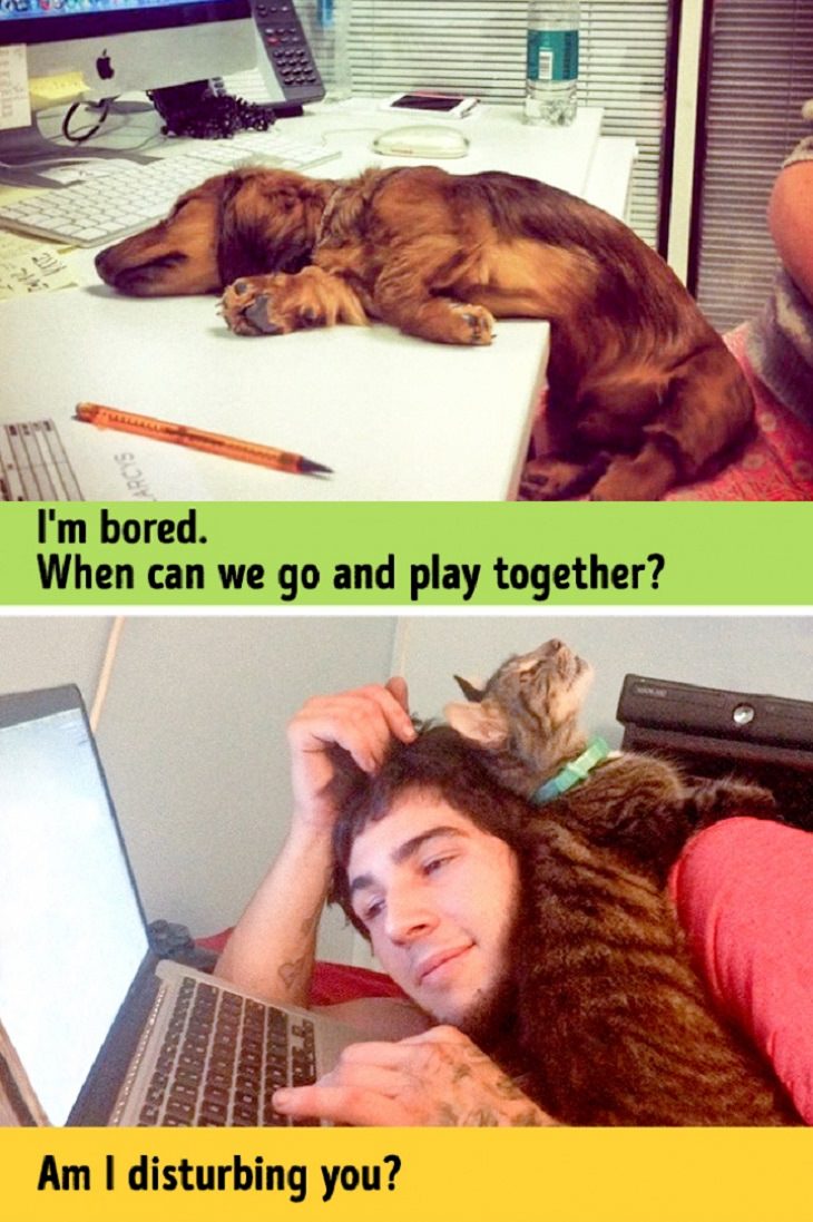 Cats - Dogs - Differences
