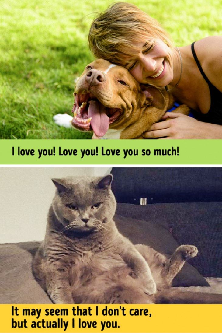 The Differences That Exist Between Cats and Dogs