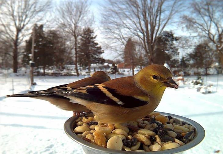 Feeding - Birds - Photography