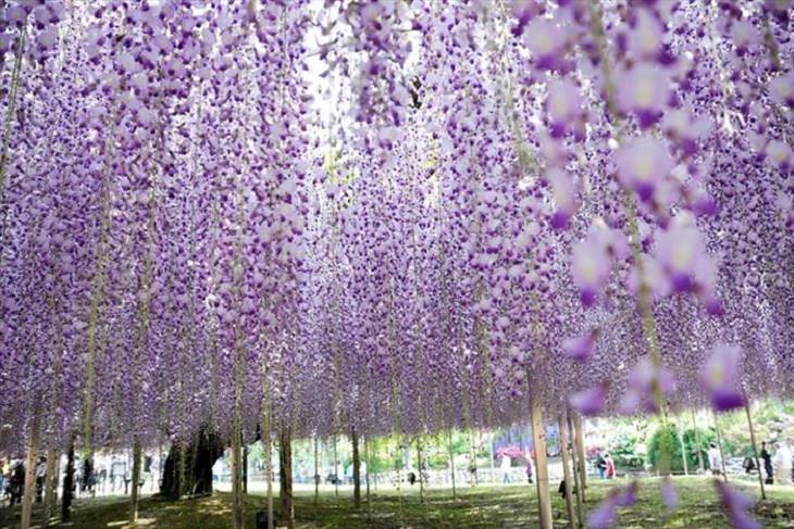 Flowers - Garden - Japan