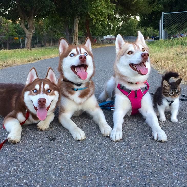 kitten, husky, cute, inspiring