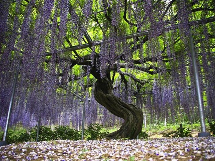 Flowers - Garden - Japan