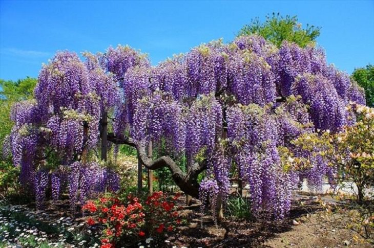 Flowers - Garden - Japan