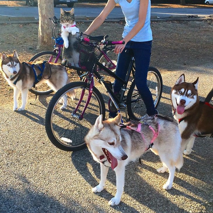 kitten, husky, cute, inspiring