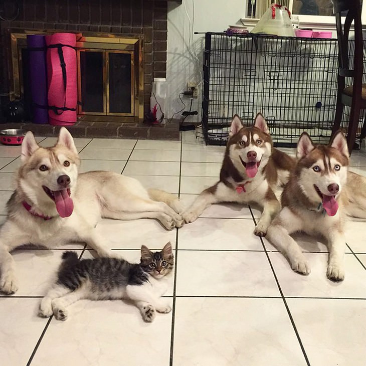 kitten, husky, cute, inspiring