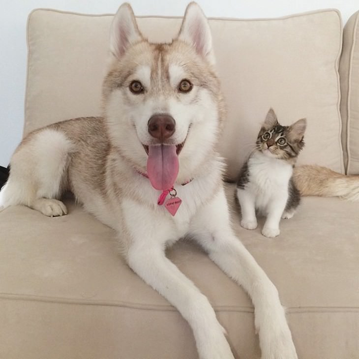 kitten, husky, cute, inspiring