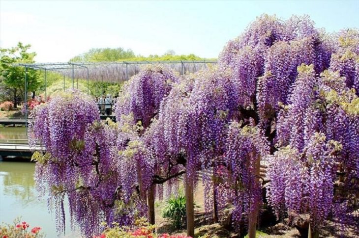 Flowers - Garden - Japan