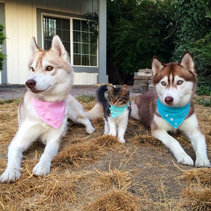 kitten, husky, cute, inspiring