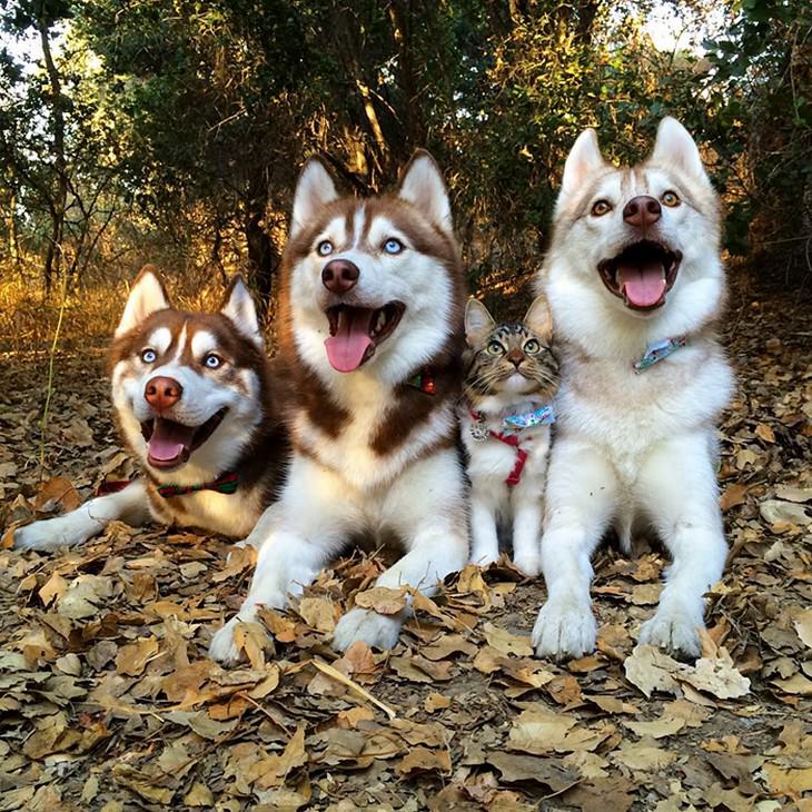 kitten, husky, cute, inspiring