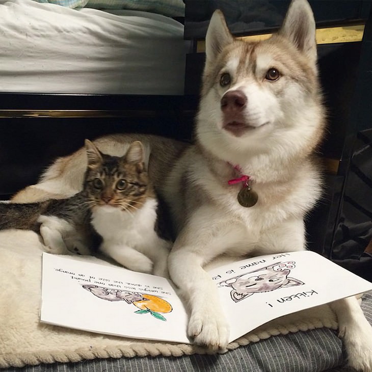 kitten, husky, cute, inspiring