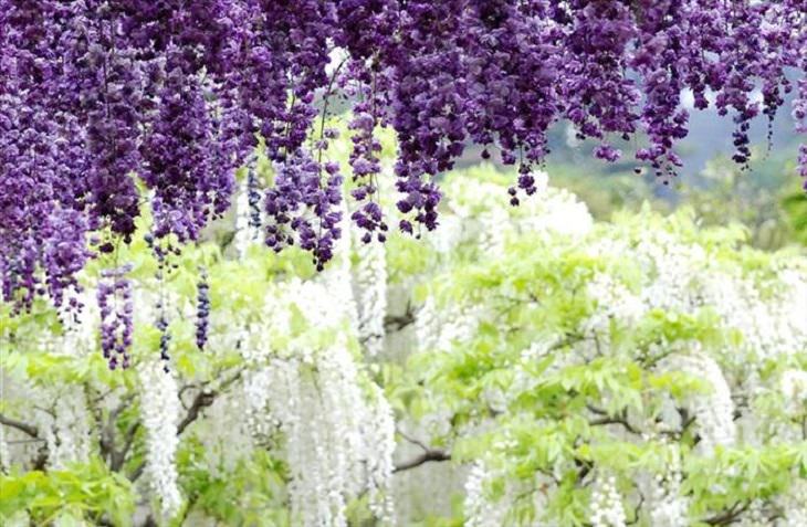 Flowers - Garden - Japan