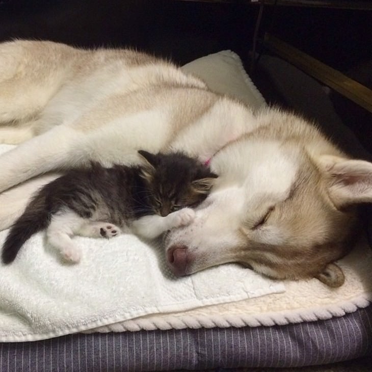 kitten, husky, cute, inspiring