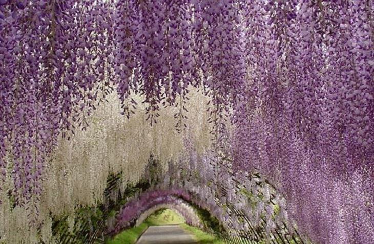 Flowers - Garden - Japan