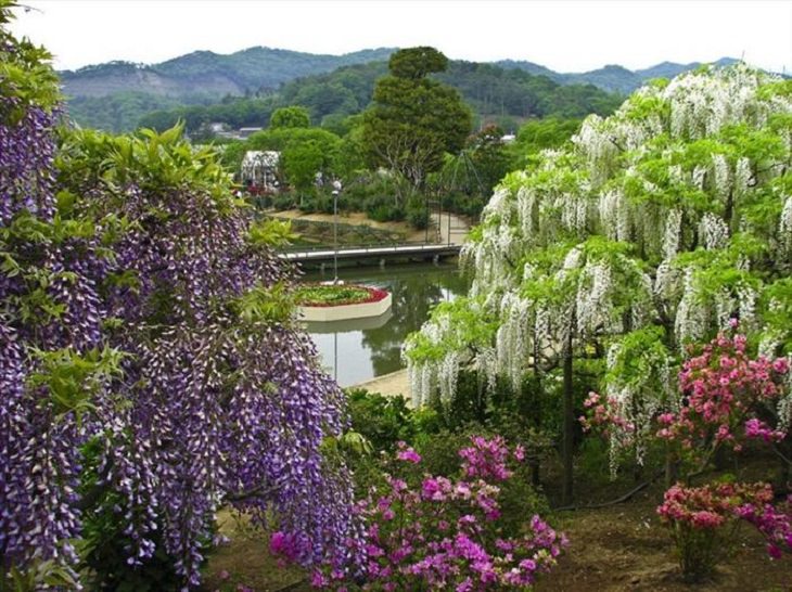 Flowers - Garden - Japan