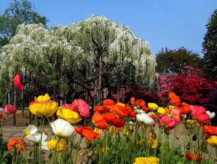 Flowers - Garden - Japan