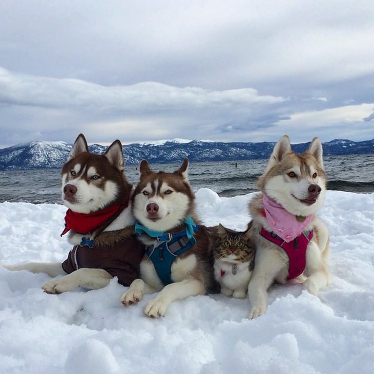 kitten, husky, cute, inspiring