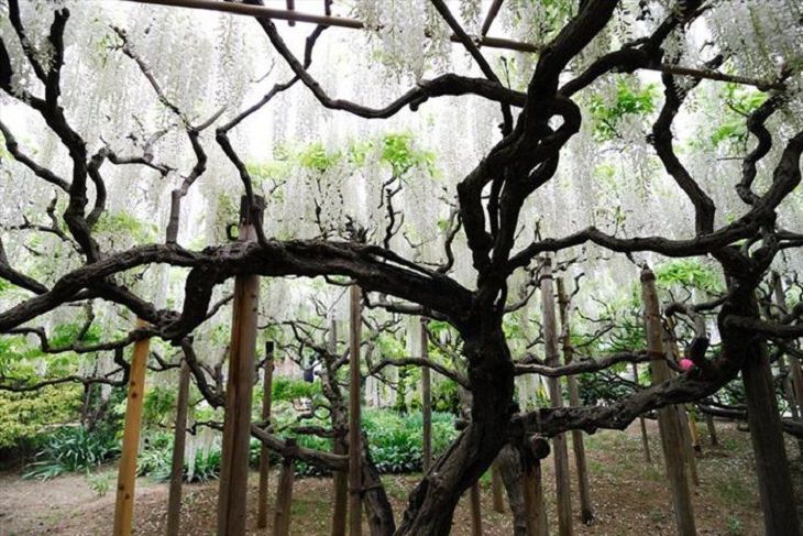 Flowers - Garden - Japan