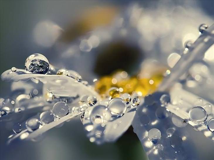 Rain - Beauty - Flower - Nature 