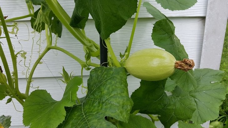 vegetables you can grow in a pot