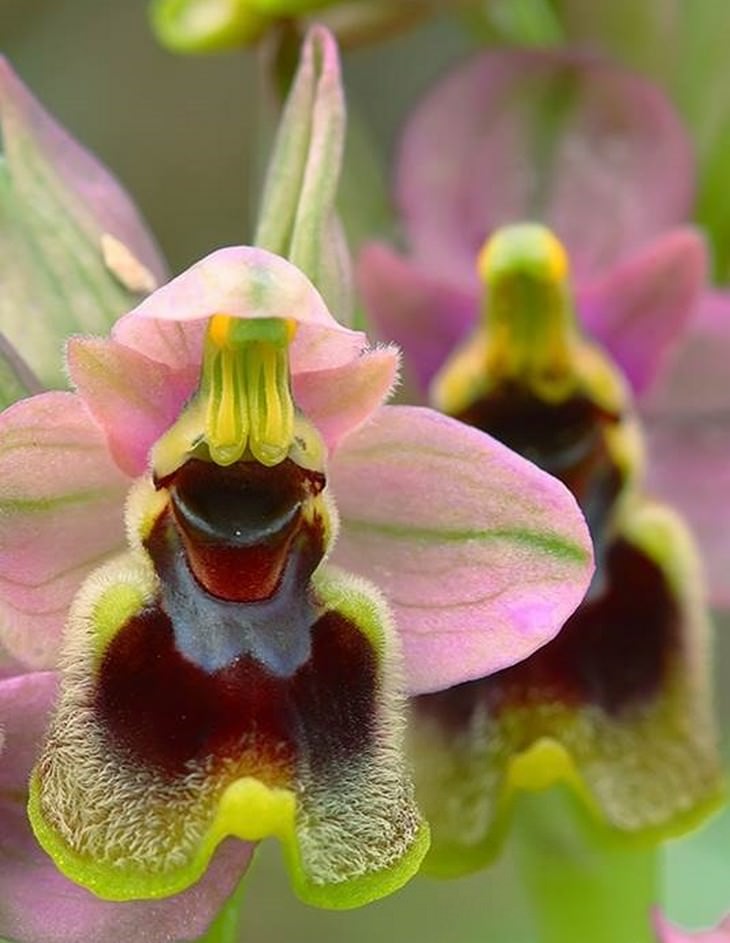 Beautiful flowers: Ophrys tenthredinifera