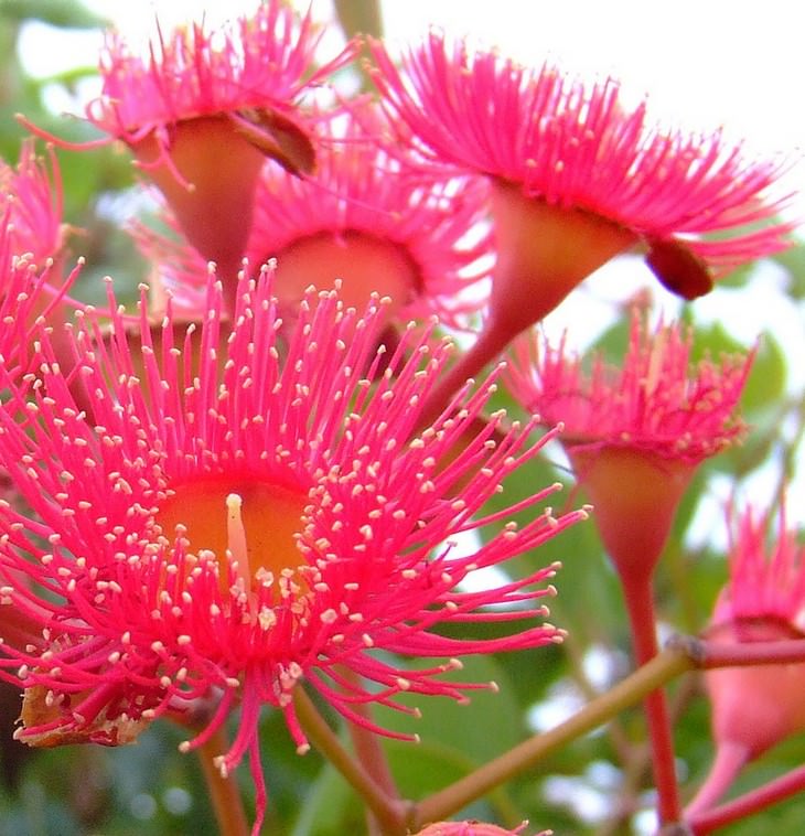 Beautiful flowers: Eucalyptus Flower