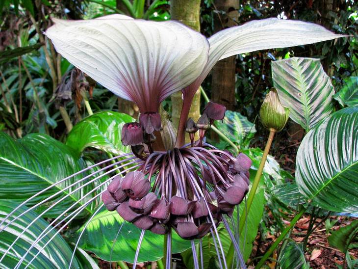 Beautiful flowers: Gliridia sepium