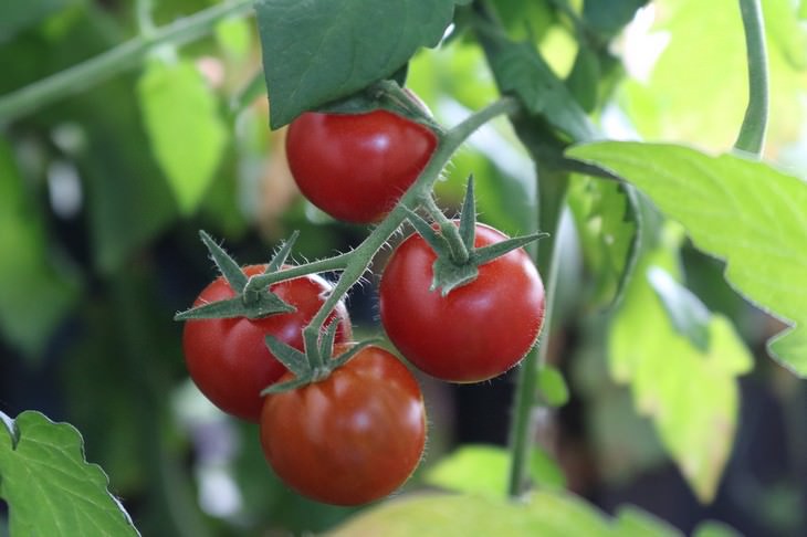 vegetables you can grow in a pot