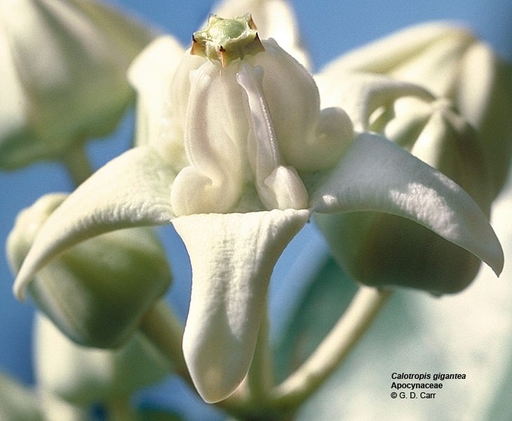 Beautiful flowers: Calotropis Gigantea
