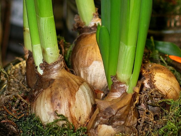 vegetables you can grow in a pot