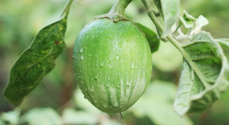 vegetables you can grow in a pot