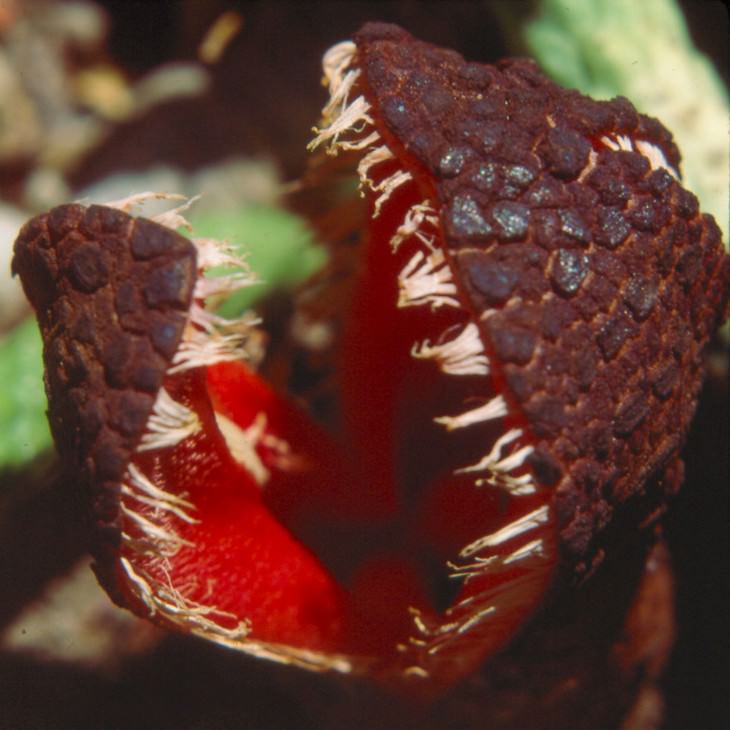 Beautiful flowers: Hydnora Africana