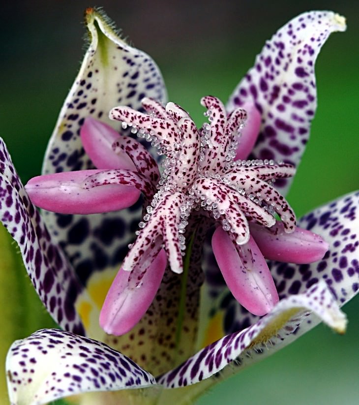 Beautiful flowers: Tricyrtis Hirta