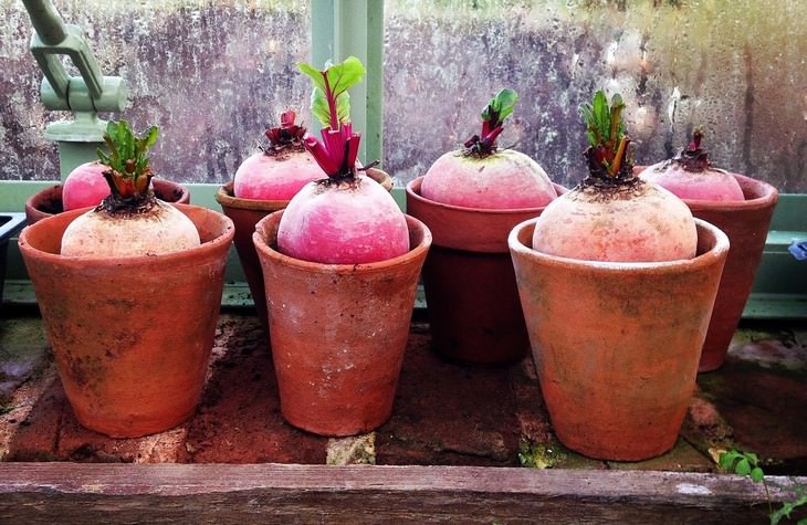 vegetables you can grow in a pot