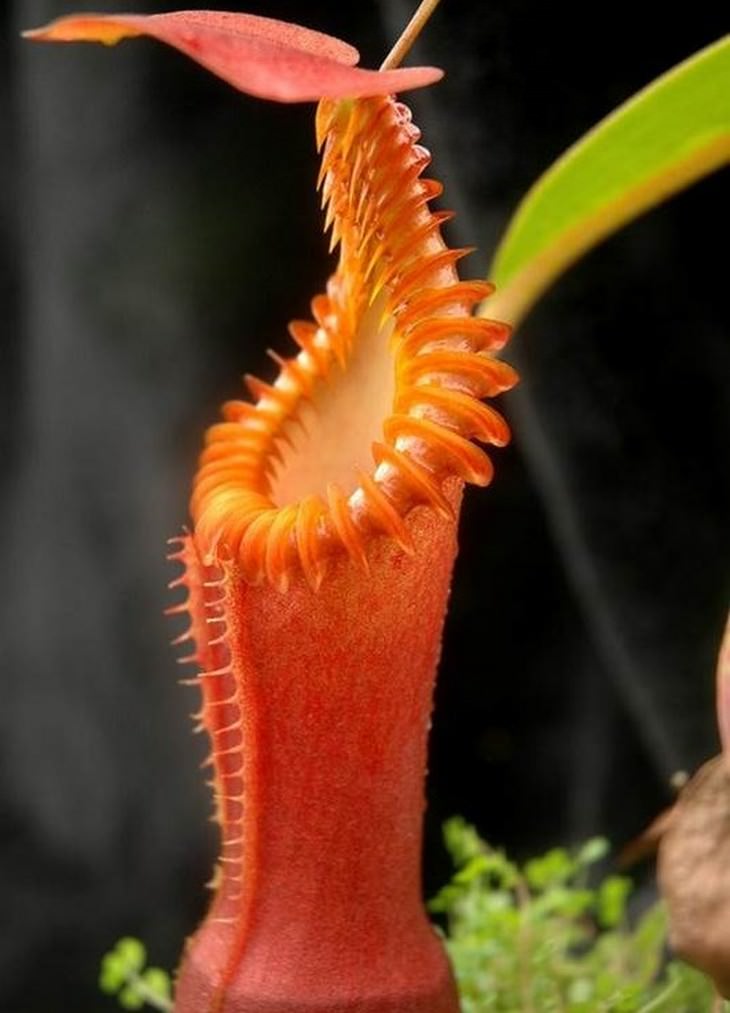 Beautiful flowers: Nepenthes Edwardsiana