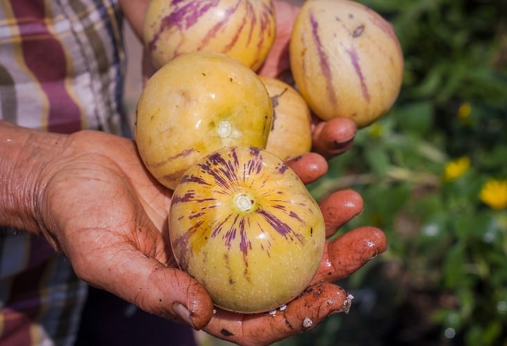 vegetables you can grow in a pot