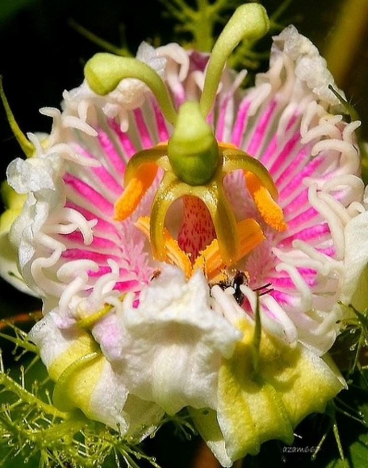 Beautiful flowers: Passiflora foetida